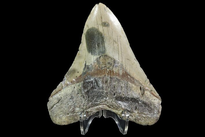 Fossil Megalodon Tooth - North Carolina #92439
